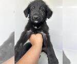 Small Labrador Retriever Mix