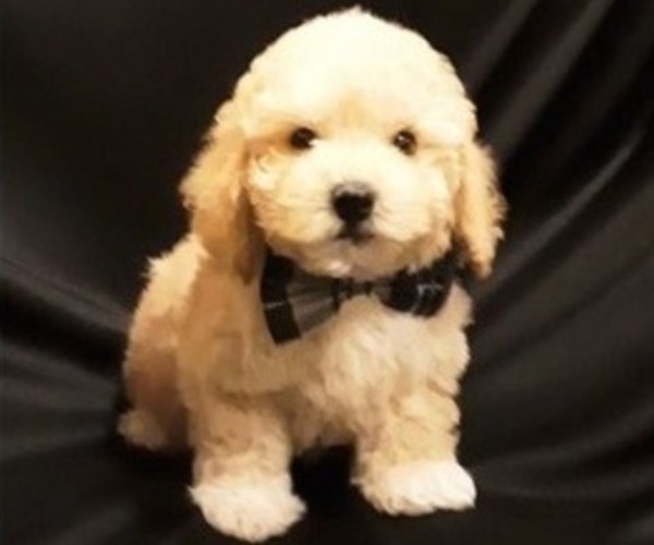 Medium Photo #1 Poodle (Miniature) Puppy For Sale in MANCHESTER, NH, USA