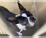 Small Boston Terrier