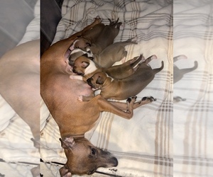 Italian Greyhound Puppy for sale in PERRY, FL, USA
