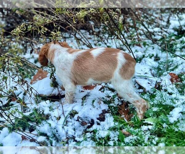 Medium Photo #3 Brittany Puppy For Sale in BERKSHIRE, NY, USA