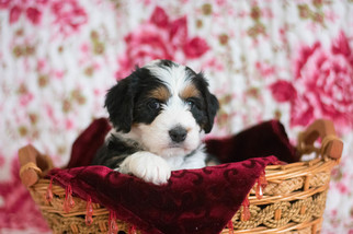 Bernese Mountain Dog Puppy for sale in CUYAHOGA FALLS, OH, USA
