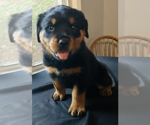Rottweiler Puppy for sale in ALBION, MI, USA