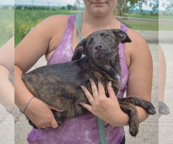 Medium Photo #2 Australian Shepherd-Unknown Mix Puppy For Sale in Huntley, IL, USA