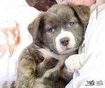 Small Rat Terrier Mix