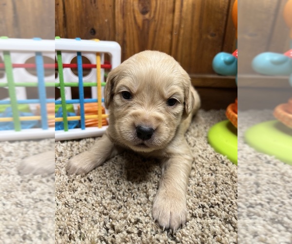 Medium Photo #10 Golden Retriever Puppy For Sale in NEOLA, WV, USA