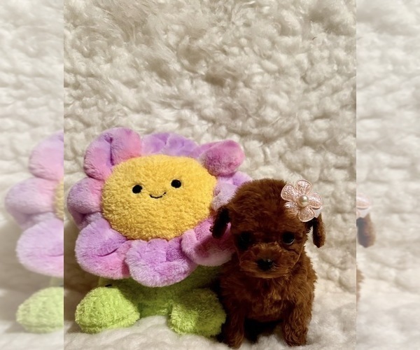 Medium Photo #2 Poodle (Toy) Puppy For Sale in REDLANDS, CA, USA