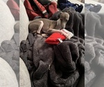 Small Italian Greyhound
