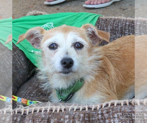 Medium Photo #1 Mutt Puppy For Sale in Washington, DC, USA