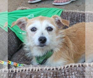 Mutt Dogs for adoption in Washington, DC, USA