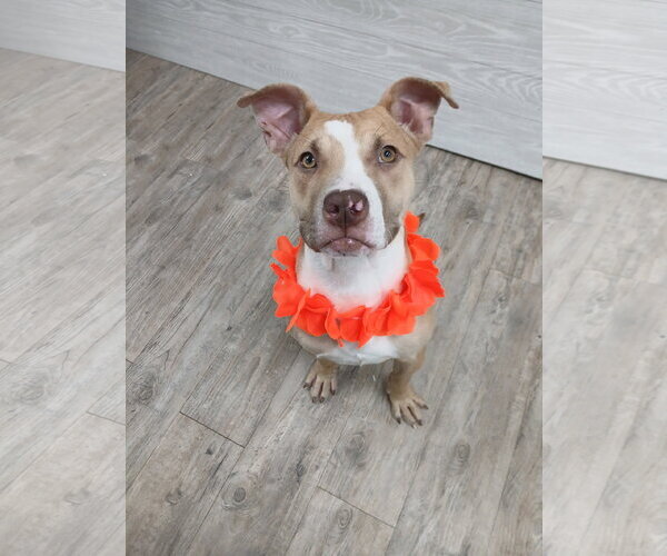 Medium Photo #16 Mutt Puppy For Sale in Murfreesboro, NC, USA