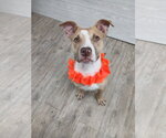Small Photo #16 Mutt Puppy For Sale in Murfreesboro, NC, USA