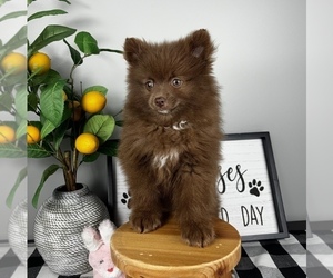 Pomeranian Puppy for sale in FRANKLIN, IN, USA