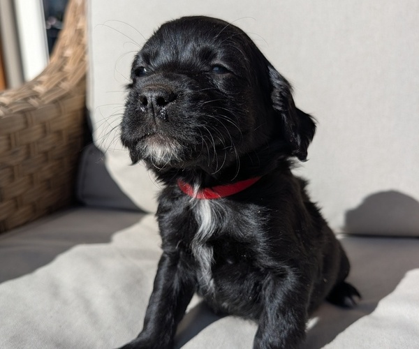 Medium Photo #29 Boykin Spaniel-Goldendoodle Mix Puppy For Sale in MORGANTON, NC, USA