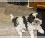 Puppy Lou Shih Tzu