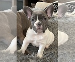 Puppy 1 French Bulldog