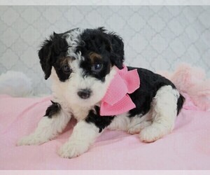 Poodle (Miniature)-Sheepadoodle Mix Puppy for sale in SHIPSHEWANA, IN, USA