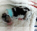 Small Photo #13 Miniature Australian Shepherd Puppy For Sale in BONNERS FERRY, ID, USA