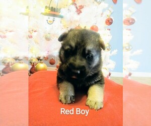 German Shepherd Dog Puppy for sale in COLUMBUS, OH, USA