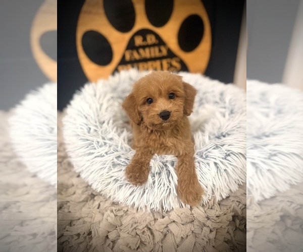Medium Photo #1 Cockapoo (Toy) Puppy For Sale in CROSSVILLE, TN, USA