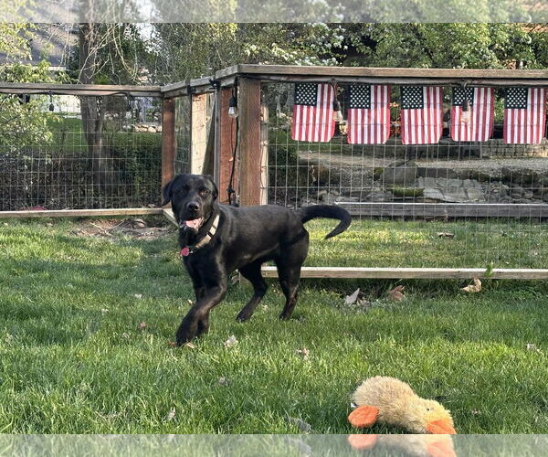 Medium Photo #3 Labrador Retriever Puppy For Sale in Clovis, CA, USA
