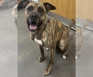 Presa Canario-Unknown Mix Dogs for adoption in Forestville, MD, USA
