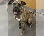 Small Presa Canario Mix
