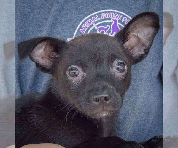 Medium Photo #7 Chiranian Puppy For Sale in Huntley, IL, USA