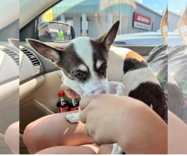 Medium Photo #4 Rat-Cha Puppy For Sale in Cromwell, KY, USA