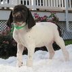Small Photo #1 German Shorthaired Pointer Puppy For Sale in GAP, PA, USA
