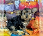 Small #5 Morkie