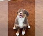 Small Photo #15 Australian Shepherd Puppy For Sale in WESLEY CHAPEL, FL, USA