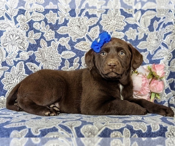 Medium Photo #5 Labrador Retriever Puppy For Sale in NEW FREEDOM, PA, USA