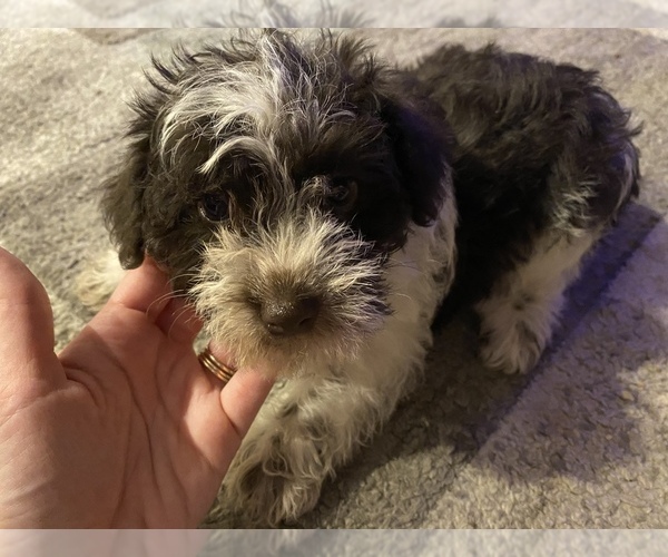 Medium Photo #18 Schnauzer (Miniature) Puppy For Sale in LAWRENCEBURG, TN, USA