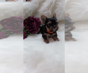 Yorkshire Terrier Puppy for sale in LEBANON, OR, USA