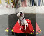 Small #1 American Pit Bull Terrier Mix