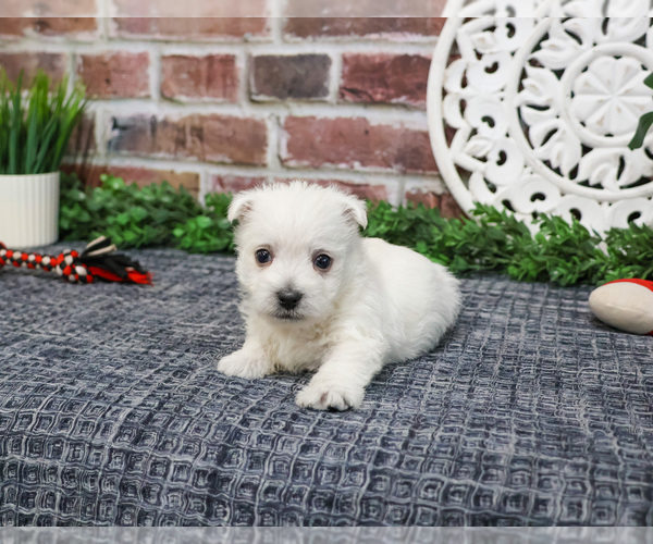 Medium Photo #1 West Highland White Terrier Puppy For Sale in SYRACUSE, IN, USA