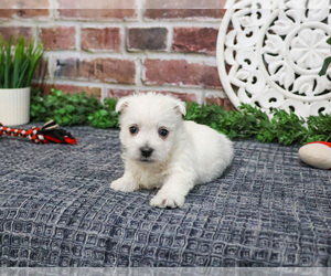 West Highland White Terrier Puppy for sale in SYRACUSE, IN, USA