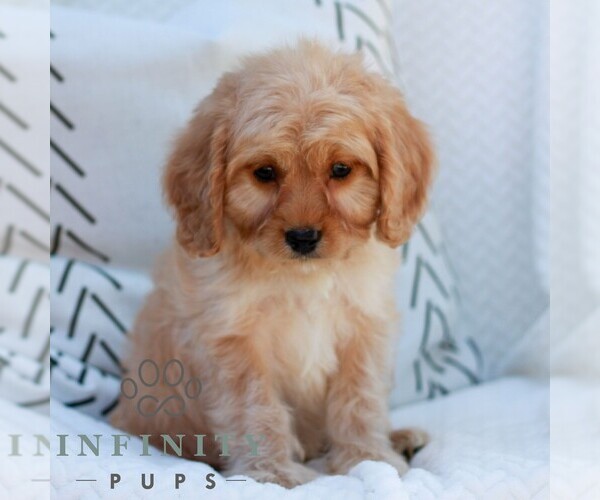 Medium Photo #2 Cavapoo (Miniature) Puppy For Sale in ELIZABETHTOWN, PA, USA