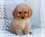 Small #1 Cavapoo (Miniature)