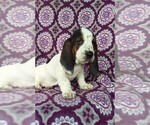 Small Photo #3 Basset Hound Puppy For Sale in LANCASTER, PA, USA