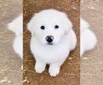 Puppy Puppy 4 Great Pyrenees
