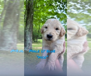 Goldendoodle Puppy for sale in WINFIELD, TN, USA
