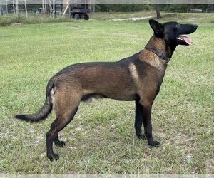 Father of the Belgian Malinois puppies born on 11/26/2023