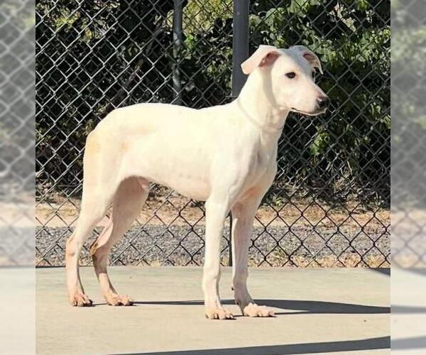 Medium Photo #1 Labrador Retriever-Unknown Mix Puppy For Sale in Conroe, TX, USA