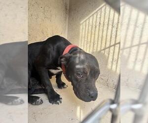 Staffordshire Bull Terrier-Unknown Mix Dogs for adoption in Oklahoma City, OK, USA