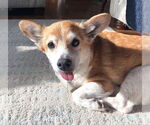 Small #22 Chihuahua Mix