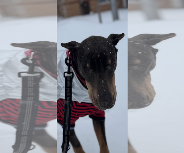 Medium Photo #2 Doberman Pinscher Puppy For Sale in Buffalo, MN, USA
