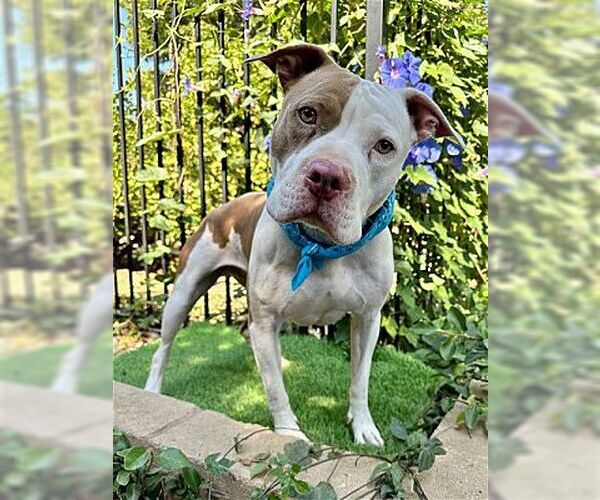Medium Photo #1 American Pit Bull Terrier Puppy For Sale in La Verne, CA, USA