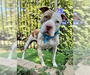 American Pit Bull Terrier Dogs for adoption in La Verne, CA, USA
